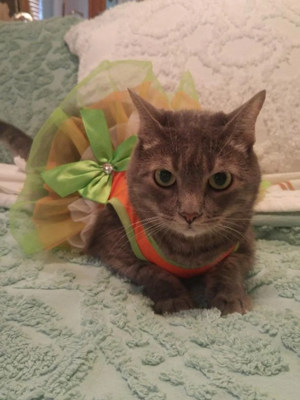 Pet Costume Orange & Green Tutu, Jack-O-Lantern, Jester Collar w/Bells Cat Dog